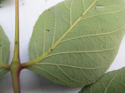  picture  Duivelswandelstok |Aralia_elata