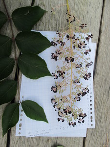  picture  Duivelswandelstok |Aralia_elata