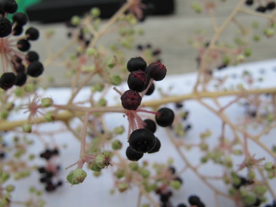  picture  Duivelswandelstok |Aralia_elata