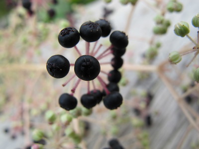  picture  Duivelswandelstok |Aralia_elata