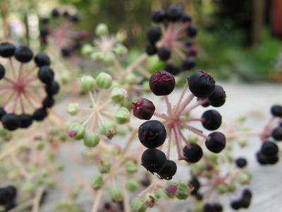  picture  Duivelswandelstok |Aralia_elata