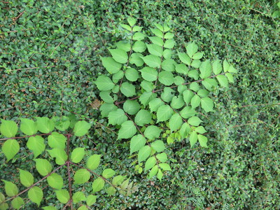  picture  Duivelswandelstok |Aralia_elata