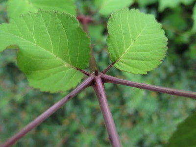  picture  Duivelswandelstok |Aralia_elata