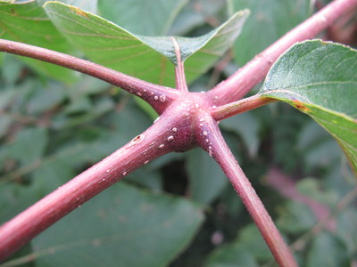  picture  Duivelswandelstok |Aralia_elata