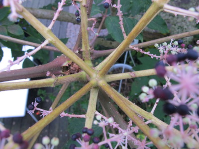  picture  Duivelswandelstok |Aralia_elata