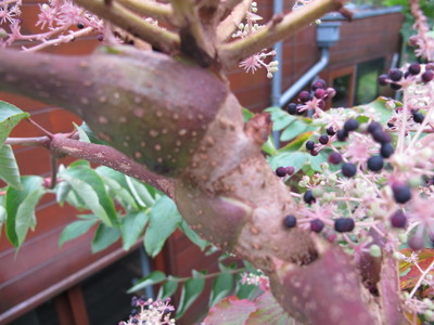  picture  Duivelswandelstok |Aralia_elata