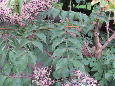  picture  Duivelswandelstok |Aralia_elata