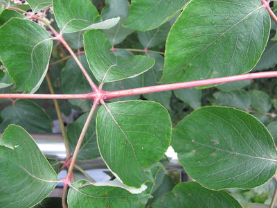  picture  Duivelswandelstok |Aralia_elata