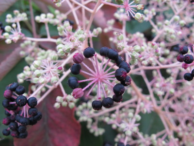  picture  Duivelswandelstok |Aralia_elata