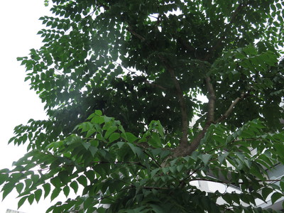  picture  Duivelswandelstok |Aralia_elata