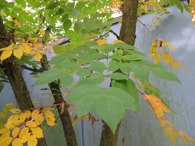  picture  Duivelswandelstok |Aralia_elata