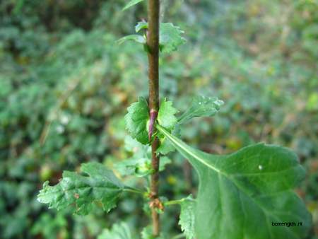  picture  Eenstijlige_meidoorn |Crataegus_monogyna