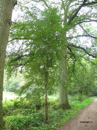  picture  Eenstijlige_meidoorn |Crataegus_monogyna