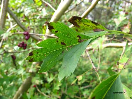  picture  Eenstijlige_meidoorn |Crataegus_monogyna