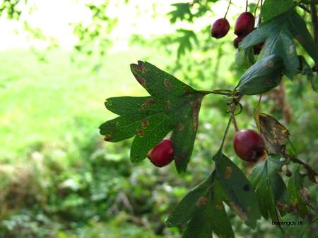  picture  Eenstijlige_meidoorn |Crataegus_monogyna