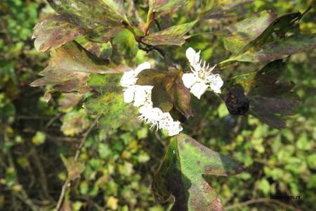  picture  Eenstijlige_meidoorn |Crataegus_monogyna