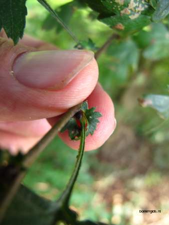  picture  Eenstijlige_meidoorn |Crataegus_monogyna