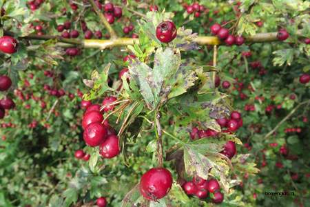  picture  Eenstijlige_meidoorn |Crataegus_monogyna