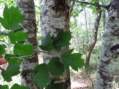  picture  Elsbes |Sorbus_torminalis