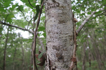  picture  Elsbes |Sorbus_torminalis