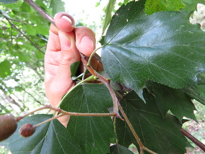 Leaf picture  Elsbes ( Sorbus torminalis)