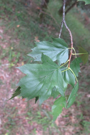  picture  Elsbes |Sorbus_torminalis