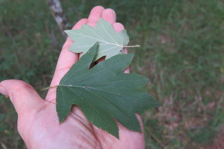  picture  Elsbes |Sorbus_torminalis