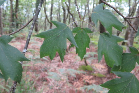  picture  Elsbes |Sorbus_torminalis