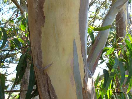  picture  Eucalyptus |Eucalyptus_globulus
