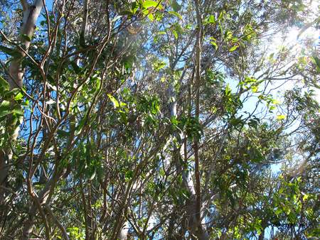  picture  Eucalyptus |Eucalyptus_globulus