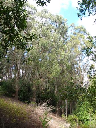  picture  Eucalyptus |Eucalyptus_globulus