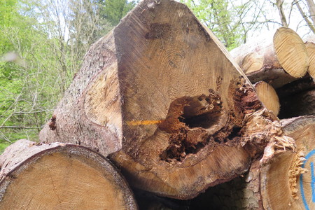  picture  Fijnspar |Picea_abies