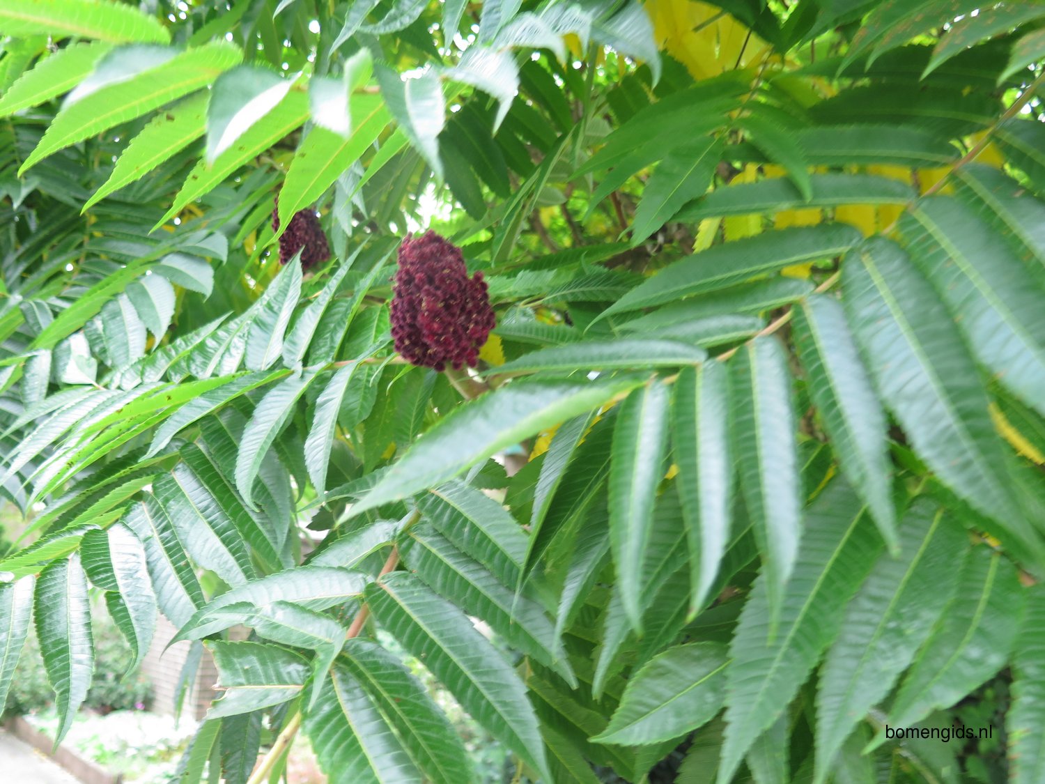 Herken de boomsoort NL Fluweelboom; Latin Rhus typhina; UK Staghorn