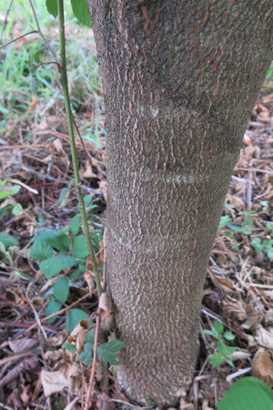  picture  Geelhout |Cladrastis_lutea