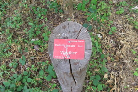  picture  Geelhout |Cladrastis_lutea