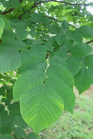  picture  Geelhout |Cladrastis_lutea