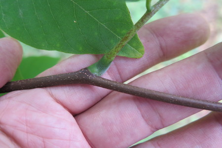  picture  Geelhout |Cladrastis_lutea