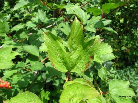 Leaf picture  Gelderse roos--Sneeuwbal ( Viburnum opulus)