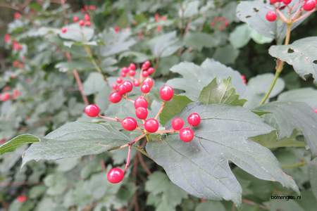 Leaf picture  Gelderse roos--Sneeuwbal ( Viburnum opulus)