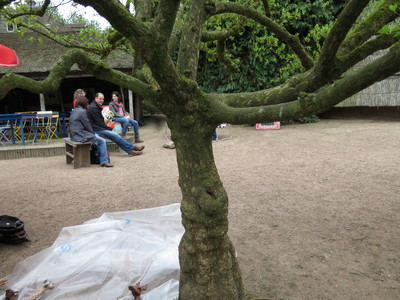  picture  Gele_kornoelje |Cornus_mas