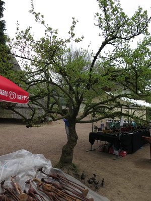  picture  Gele_kornoelje |Cornus_mas