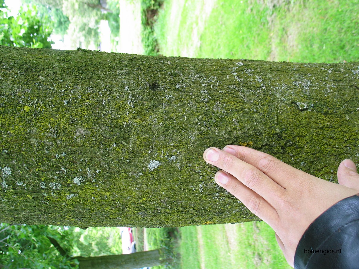 Herken de boomsoort NL Gele pavia; Latin Aesculus flava; UK Yellow