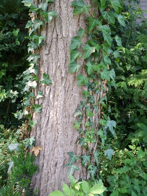  picture  Gele_trompetboom |Catalpa_ovata