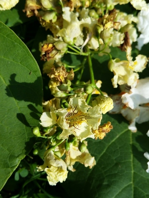  picture  Gele_trompetboom |Catalpa_ovata