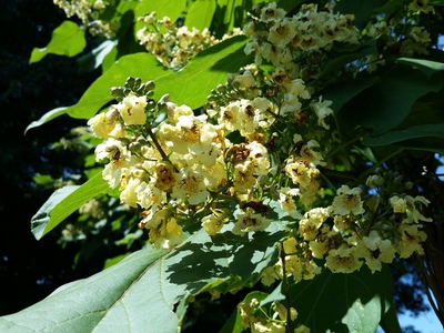  picture  Gele_trompetboom |Catalpa_ovata