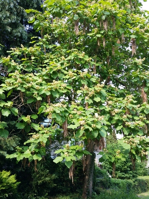  picture  Gele_trompetboom |Catalpa_ovata