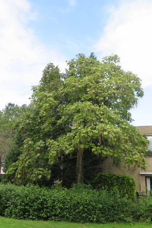  picture  Gele_trompetboom |Catalpa_ovata