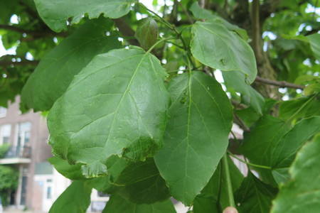  picture  Gele_trompetboom |Catalpa_ovata