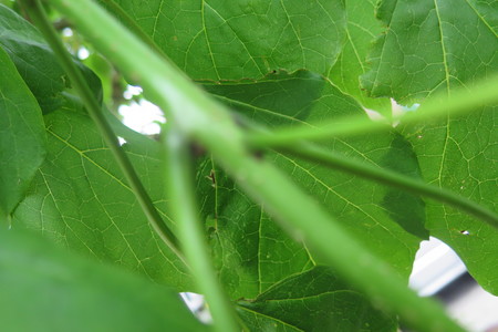  picture  Gele_trompetboom |Catalpa_ovata