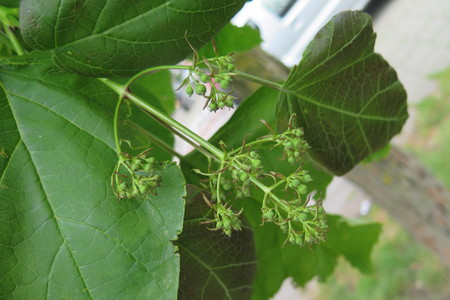  picture  Gele_trompetboom |Catalpa_ovata